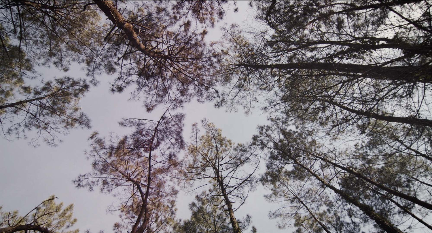 L'histoire en vidéo